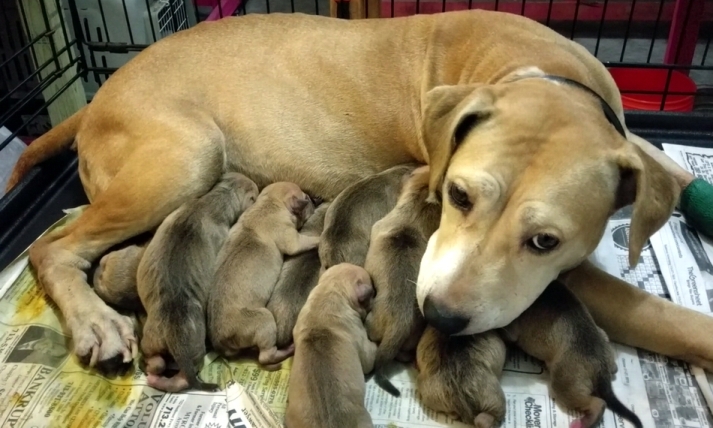 Gr.Ch.Machobuck puppies